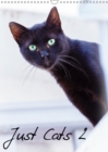 Just Cats 2 2019 : Cat images for the feline lover in portrait view - Book