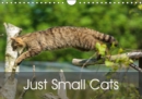 Just Small Cats 2019 : Minatures of the Big Cat World - Book