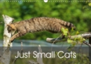 Just Small Cats 2019 : Minatures of the Big Cat World - Book