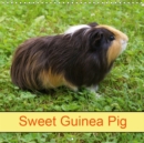 Sweet Guinea Pig 2019 : Rodents and Pets - Book