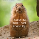 Fascinating Black-Tailed Prairie Dog 2019 : The lively black-tailed prairie dog is a member of the squirrel family and lives normally in small colonies. - Book