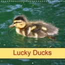 Lucky Ducks 2019 : Bird and Animal - Book