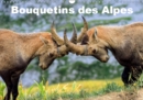 Bouquetins des Alpes 2019 : Plans rapproches et portrait de bouquetins des Alpes - Book