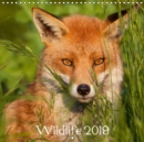 Wildlife 2019 2019 : A collection of wildlife photography - Book