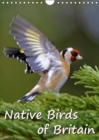 Native Birds of Britain 2019 : Impressive images showing the beauty and diversity of native birds in our gardens, a delight for any bird lover. - Book