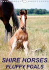 Shire Horses, Fluffy Foals 2019 : Beautiful and cute pictures of Shire Horse foals - Book