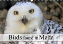 Birds found in Malta 2019 : Birds to be seen in Malta - Book