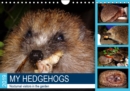My hedgehogs - Nocturnal visitors in the garden 2019 : Hedgehogs enjoying their favourite food - Book