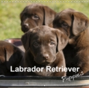 Labrador Retriever Puppies 2019 : Yellow and brown labrador retriever puppies - Book