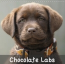 Chocolate Labs 2019 : Sweet chocolate Labrador Retriever - Book