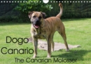 Dogo Canario, the Canarian Molosser 2019 : The Dogo Canario is a Spanish breed, native to the Canary Islands - Book