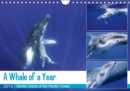 A Whale of a Year 2019 : Dive into the magnificent underwater world of the gracious humpback whales. - Book