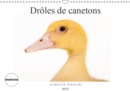 Droles de canetons 2019 : D'adorables canetons - Book