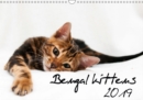 Bengal kittens 2019 2019 : Wonderful moments with Bengal kittens - Book
