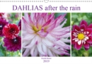 Dahlias after the rain 2019 : Admire dahlias after the rain - Book