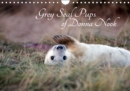 Grey Seal Pups of Donna Nook 2019 : New borns and week old seal pups - Book