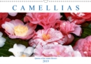 Camellias 2019 : Queens of the winter flowers - Book