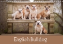 English Bulldog 2019 : Dogs to fall in love - Book