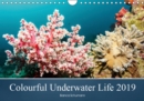 Colourful Underwater Life 2019 2019 : The tropical waters of Pemuteran - Book