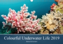 Colourful Underwater Life 2019 2019 : The tropical waters of Pemuteran - Book