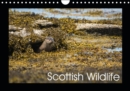 Scottish Wildlife 2019 : A Celebration of Scottish Wildlife - Book