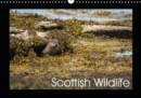 Scottish Wildlife 2019 : A Celebration of Scottish Wildlife - Book