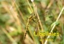 Libellules au Patis 2019 : Rencontre avec des libellules dans le parc naturel du Patis - Book