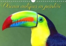 Oiseaux exotiques en peinture 2019 : Serie de 12 creations originales d'oiseaux exotiques des especes les plus colorees - Book