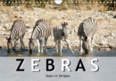 Zebras, stars in stripes 2019 : Fill your year with stripes with these 12 pictures of zebras - Book