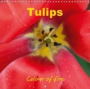 Tulips colour of fire 2019 : The magic of spring blossoms - Book