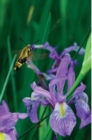 Petite Wild Blue Iris Journal - Book