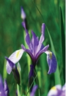 Wild Blue Iris Journal - Book