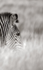 Alive! zebra stripes - Black and white - Photo Art Notebooks (5 x 8 series) - Book