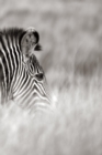 Alive! zebra stripes - Black and white - Photo Art Notebooks (6 x 9 series) - Book
