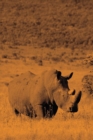 Alive! white rhino - Sepia - Photo Art Notebooks (6 x 9 version) : by Photographer Eva-Lotta Jansson - Book