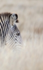 Alive! zebra stripes - Natural - Photo Art Notebooks (5 x 8 series) : by Photographer Eva-Lotta Jansson - Book