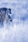 Alive! zebra stripes - Blue duotone - Photo Art Notebooks (6 x 9 series) : by Photographer Eva-Lotta Jansson - Book
