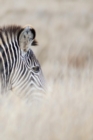 Alive! zebra stripes - Natural - Photo Art Notebooks (6 x 9 series) : by Photographer Eva-Lotta Jansson - Book