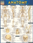 Anatomy - Reference Guide (8.5 x 11) : a QuickStudy reference tool - eBook