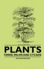 Plants - Ferns, Palms and Cycads - eBook