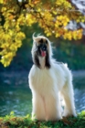 Afghan Hound April Notebook Afghan Hound Record, Log, Diary, Special Memories, to Do List, Academic Notepad, Scrapbook & More - Book