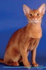 Abyssinian Cat Affirmations Workbook Abyssinian Cat Presents : Positive and Loving Affirmations Workbook. Includes: Mentoring Questions, Guidance, Supporting You. - Book