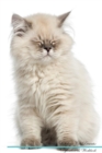 British Longhair Cat Affirmations Workbook British Longhair Cat Presents : Positive and Loving Affirmations Workbook. Includes: Mentoring Questions, Guidance, Supporting You. - Book