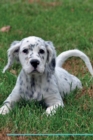 English Setter Affirmations Workbook English Setter Presents : Positive and Loving Affirmations Workbook. Includes: Mentoring Questions, Guidance, Supporting You. - Book