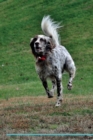 English Setter Affirmations Workbook English Setter Presents : Positive and Loving Affirmations Workbook. Includes: Mentoring Questions, Guidance, Supporting You. - Book