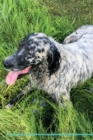 English Setter Affirmations Workbook English Setter Presents : Positive and Loving Affirmations Workbook. Includes: Mentoring Questions, Guidance, Supporting You. - Book