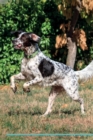 English Setter Affirmations Workbook English Setter Presents : Positive and Loving Affirmations Workbook. Includes: Mentoring Questions, Guidance, Supporting You. - Book