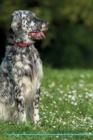 English Setter Affirmations Workbook English Setter Presents : Positive and Loving Affirmations Workbook. Includes: Mentoring Questions, Guidance, Supporting You. - Book