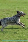 English Setter Affirmations Workbook English Setter Presents : Positive and Loving Affirmations Workbook. Includes: Mentoring Questions, Guidance, Supporting You. - Book