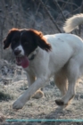 English Springer Spaniel Affirmations Workbook English Springer Spaniel Presents : Positive and Loving Affirmations Workbook. Includes: Mentoring Questions, Guidance, Supporting You. - Book